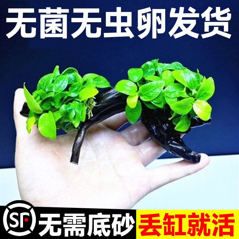 极速水榕水草植物鱼缸造景沉木带水草溶定植大水榕迷你幽灵辣椒榕