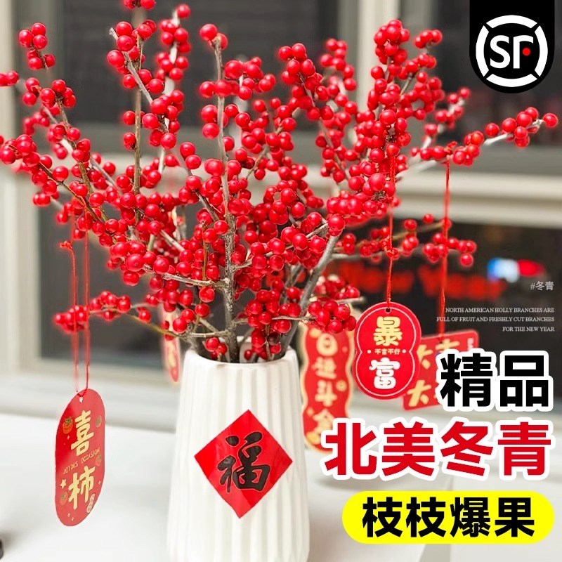 好货北美冬青红果室内水培植物真花鲜切枝插花卉水养年宵花束绿植