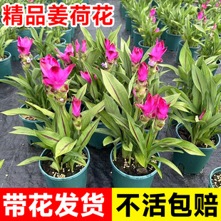 姜荷花盆栽带花苞室内阳台绿植四季开花耐热鲜花植物客厅好养花卉
