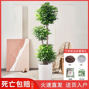 。客厅旺财植物幸福树盆栽大棵绿宝办公室造型绿植室内大型网红植