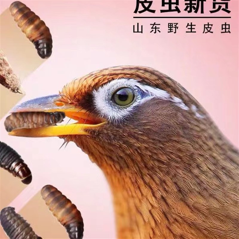 活体皮虫画眉鸟食活体皮虫喂鱼粮龟饲料统通货大炮中小黄皮虫可选
