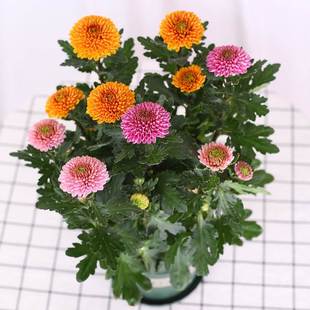乒乓菊盆栽带花阳台庭院开花植物重瓣球形菊花苗四季好养绿植花卉