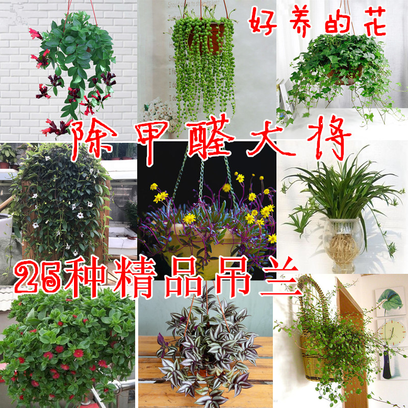 极速客厅悬挂室外垂吊盆栽花卉常春藤牡丹吊兰室内吸甲醛植物阳台