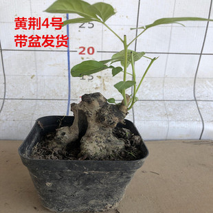 黄荆盆景树桩室外绿植盆栽
