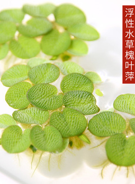 槐叶萍 真水草活体鱼缸迷你植物浮草浮萍微景盆景造景装饰不用泥