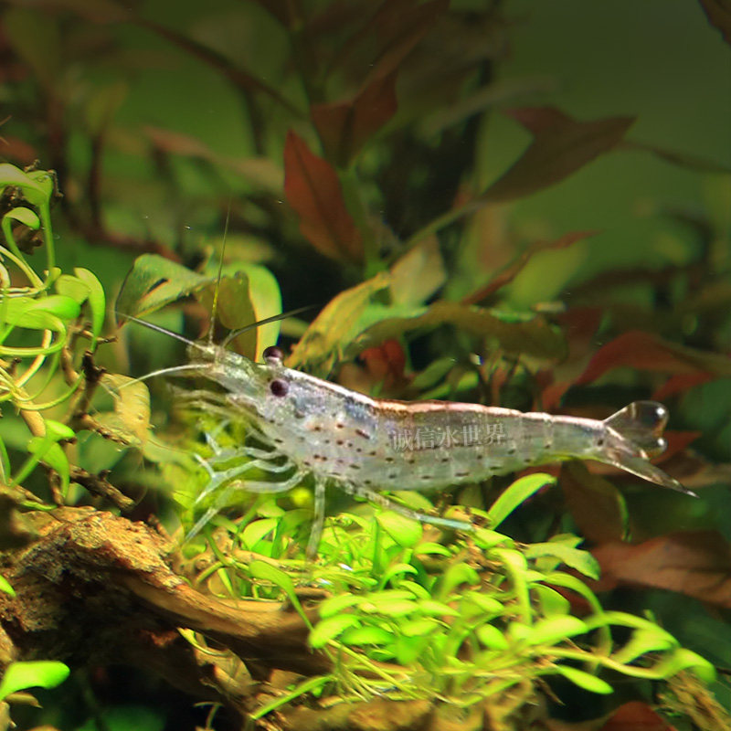 速发大和藻虾珍珠虾除丝藻除黑毛大河藻虾工具虾除藻能力极强观赏,节庆用品/礼品,路引,淘宝优惠券,粉丝福利购,淘宝优惠卷