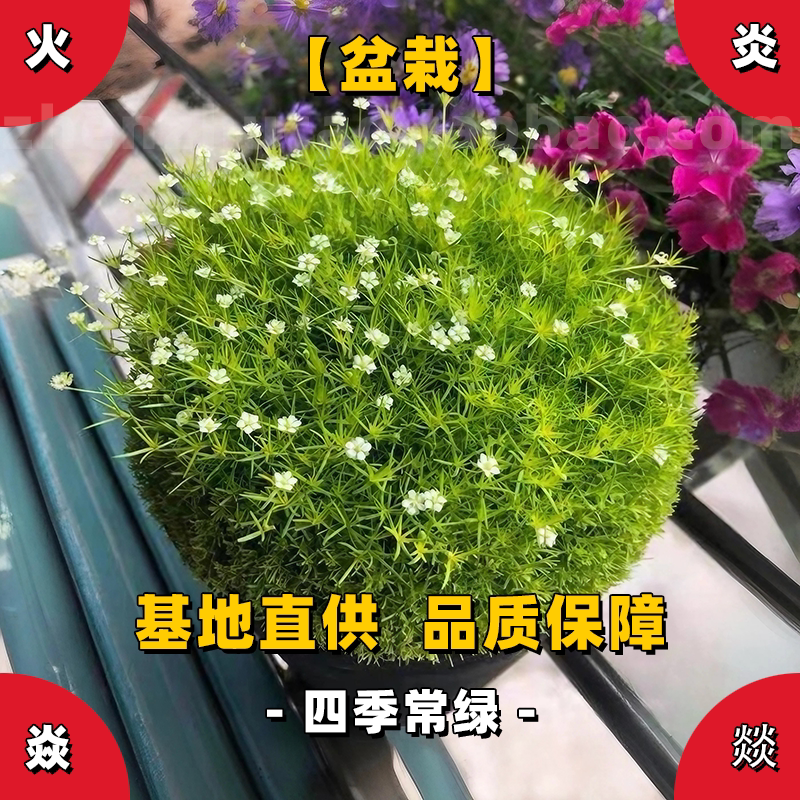 【盆栽】爱尔兰珍珠草阳台四季常绿迷你小盆栽绿植微景观植物微盆