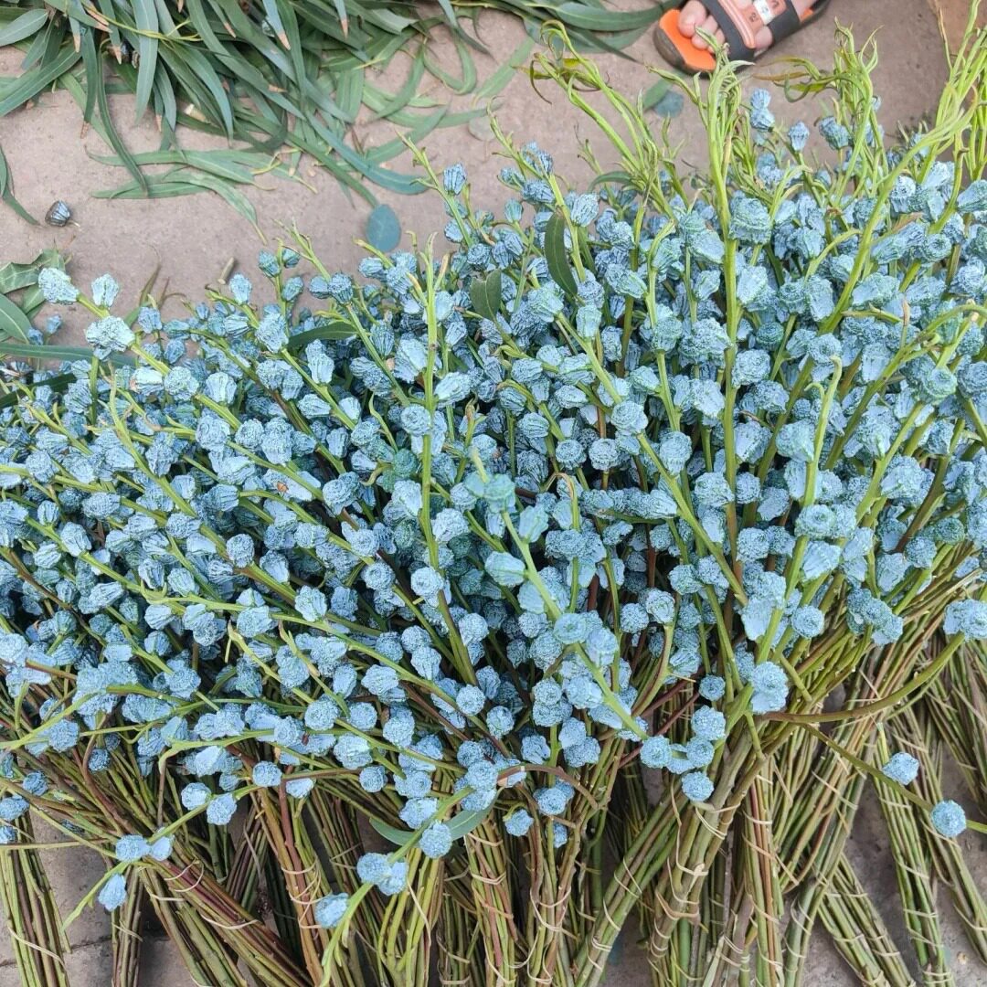尤加利果鲜切枝条鲜花搭配叶室内绿植婚庆手捧花装饰观赏植物