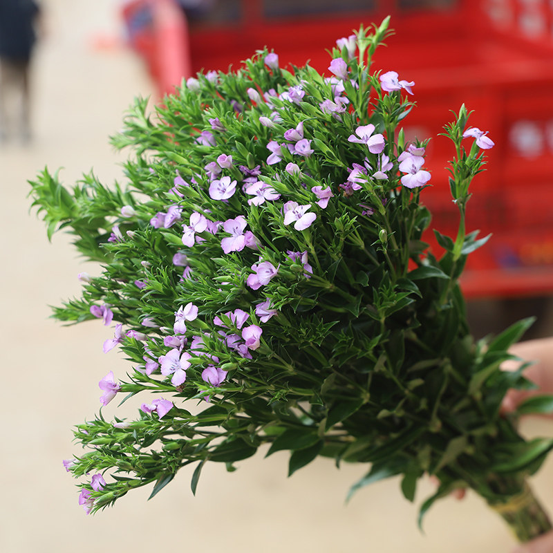 青梅鲜花花束相思梅石生花云南基地直发水养插花办公室摆件送朋友