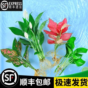 速发水培植物红室内花绿盆栽卉贵九里养发财树绿萝富植竹大全