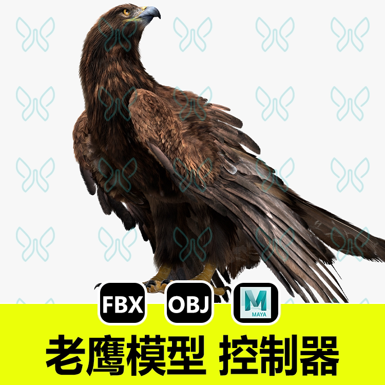maya写实老鹰turbosquid动物含骨骼绑定肌肉控制器3D模型fbx建模