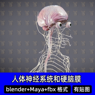 3D模型3Dmax医学模型Blend人体神经系统硬脑膜OBJ人脑解剖眼睛FBX