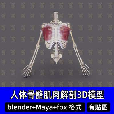 blender人体肌肉医学解剖3D模型骨骼骨架胸肌肋骨脊椎手臂素材fbx