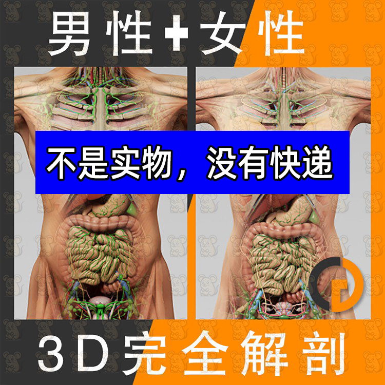 人体器官肌肉骨骼内脏精细3D模型C4D+Max+STL+OBJ+FBX)非实物模型