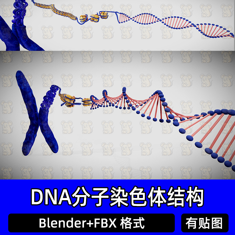 DNA染色体基因链生物科技3D三维模型maya素材文件下载blender建模