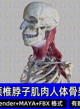 Maya Blende人体骨骼颈椎脖子肌肉骨骼医学解剖3d三维模型FBX c4d