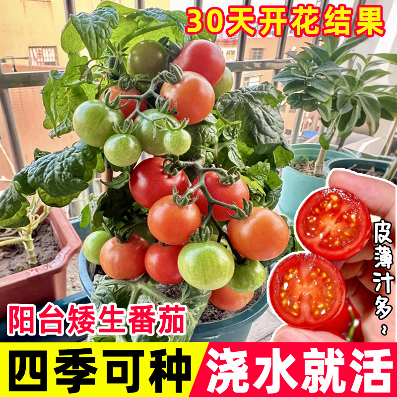 番茄苗种子大西红柿种籽菜苗秧苗蔬菜孑子小矮生黑秧大全菜种夏季