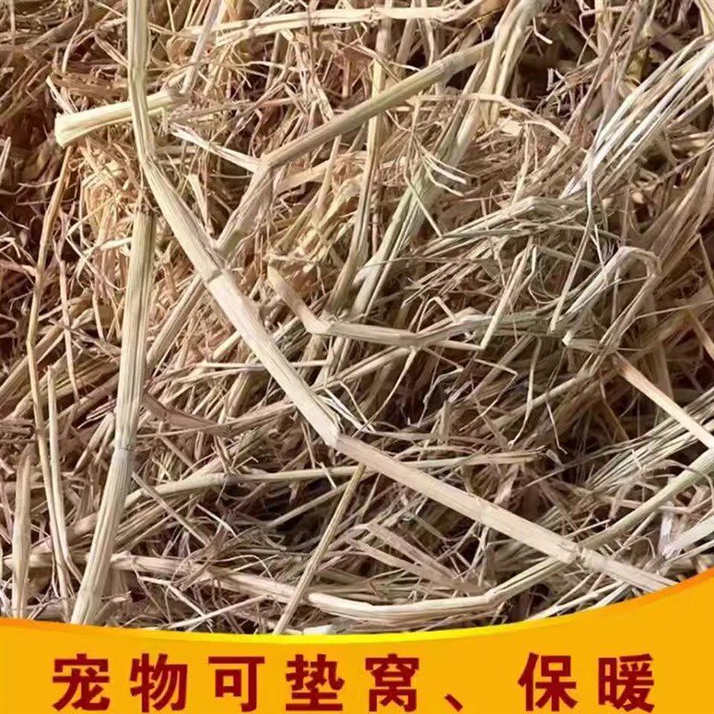 极速稻草干草垫料兔子过冬草狗窝鸡宠物垫窝天然干稻草秸秆禾杆草