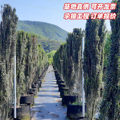 直立冬青朝天笔花境植物四季长青日本冬青树苗钝齿庭院绿篱笆苗