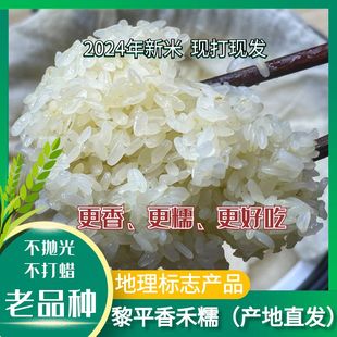 25年黎平香禾糯香糯米粽子高山糯米米饭贵州糯米新鲜糯米梯田糯米