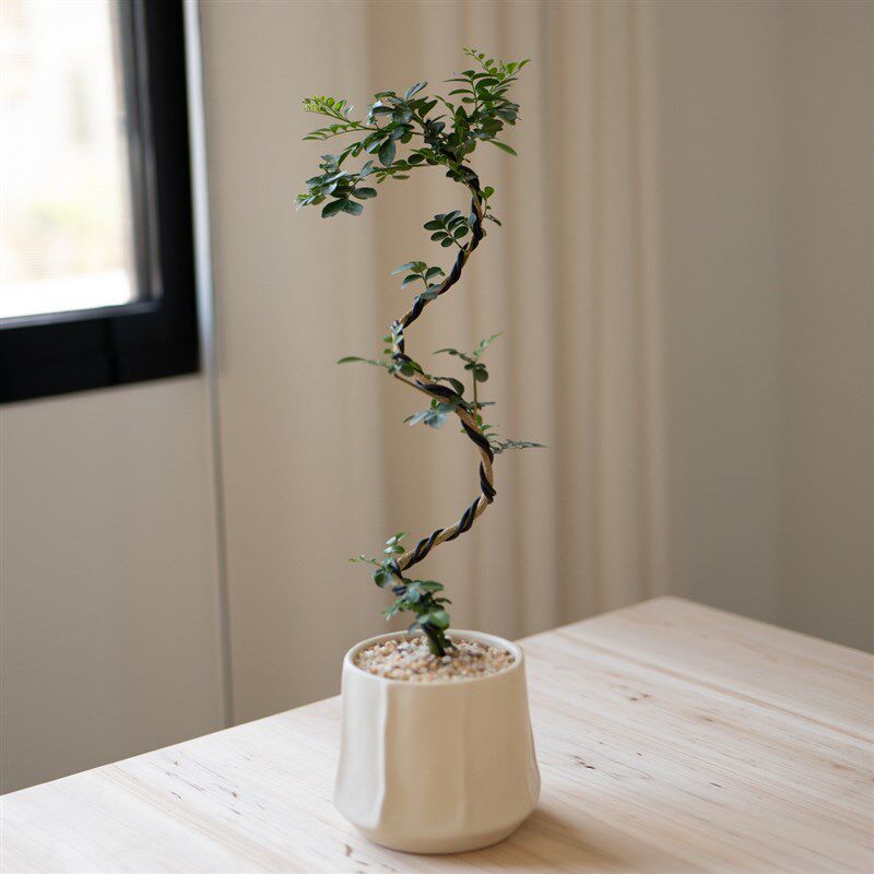 速发侘寂风丛生造型九里香植物茶室内装饰盆栽新中式客厅桌面绿植