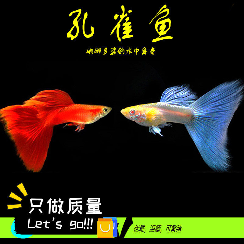 速发孔雀鱼鱼种凤尾鱼观赏鱼淡水鱼精品小型热带纯大耳胎雀孔生鱼
