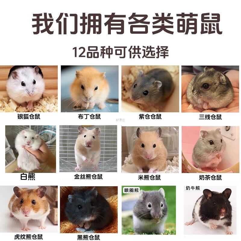 速发买笼子送一只仓鼠一对小苍鼠金丝熊活物已打情侣公母家养
