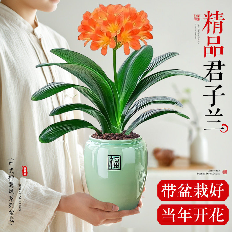 速发君子兰盆栽大颗带花苞精品名绿圆头和厅客尚室内桌面贵植四季