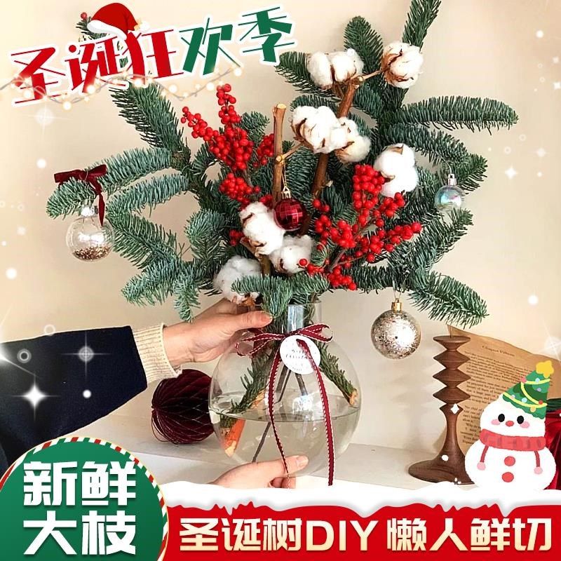 速发5培植物诺切松真树202水新款圣诞树北美冬青红果天鲜贝插花