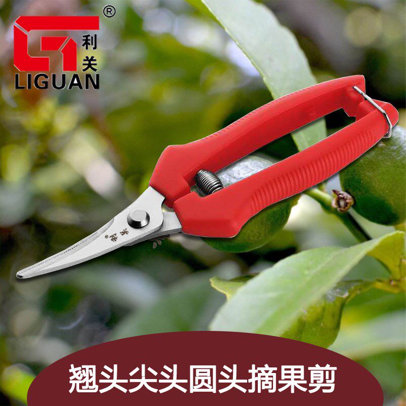 速发利关不花钢翘头摘果剪采摘火龙果萄葡稀疏果剪园艺锈修枝剪刀