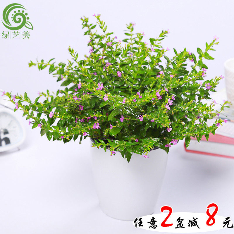 速发公天星花苗盆栽花草办卉绿植室内客厅花满室四季开花盆景观花