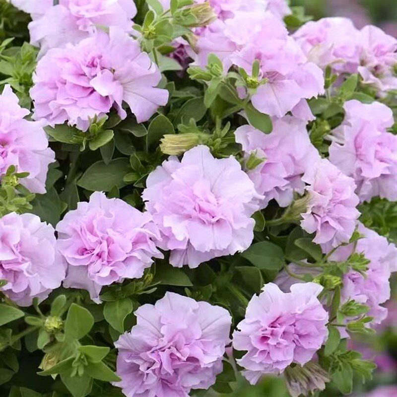 速发塔莎的花园重瓣矮牵牛花苗单瓣垂吊盆栽带花美声冰淡紫星空开