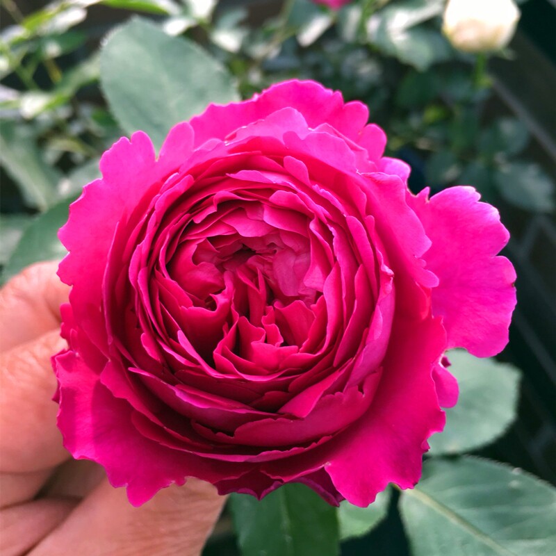 速发伊芙苗花园芳浓香月季花香台绿植花卉盆