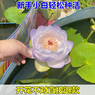 睡莲水培植物四季 水养荷花水莲花盆栽花卉水池塘大睡莲根块带花苞