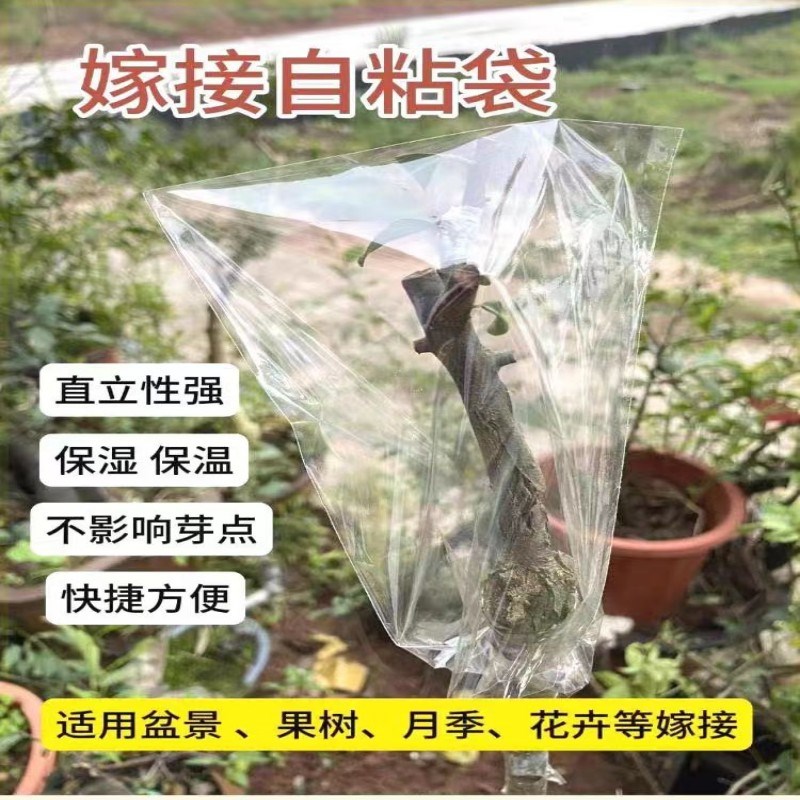 速发嫁接专用套袋嫁高密封袋保抗袋接硬度套袋风园艺袋膜湿风雨直