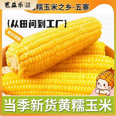 五寨恬乡黄糯玉米真空包装忻州糯玉米新鲜香甜玉米粘黏当季黄苞米