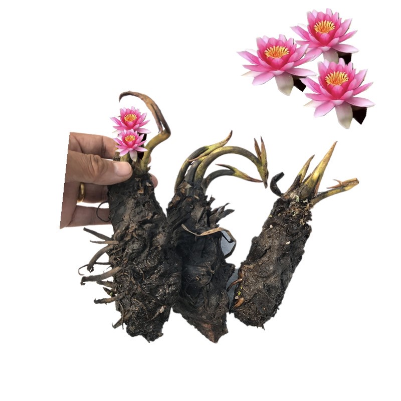 现货速发大睡莲种根块池塘水培植物四季荷花水养花卉碗莲根茎带芽