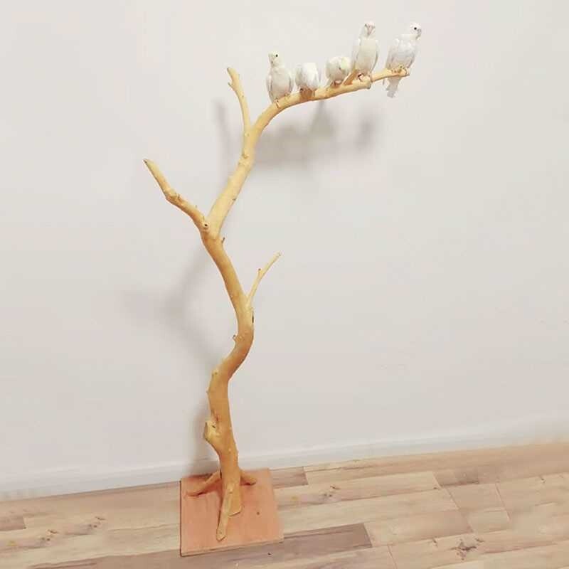 现货速发鹦鹉装饰树杈客厅原木树干鸟架幼儿园造景造型枯枝站架乾