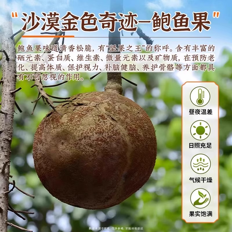 鮑魚果500g巴西進口新貨無添加