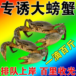 速发【秒爆满笼】螃诱蟹饵料抓螃蟹神器野钓捕捉河蟹海蟹鱼虾引诱