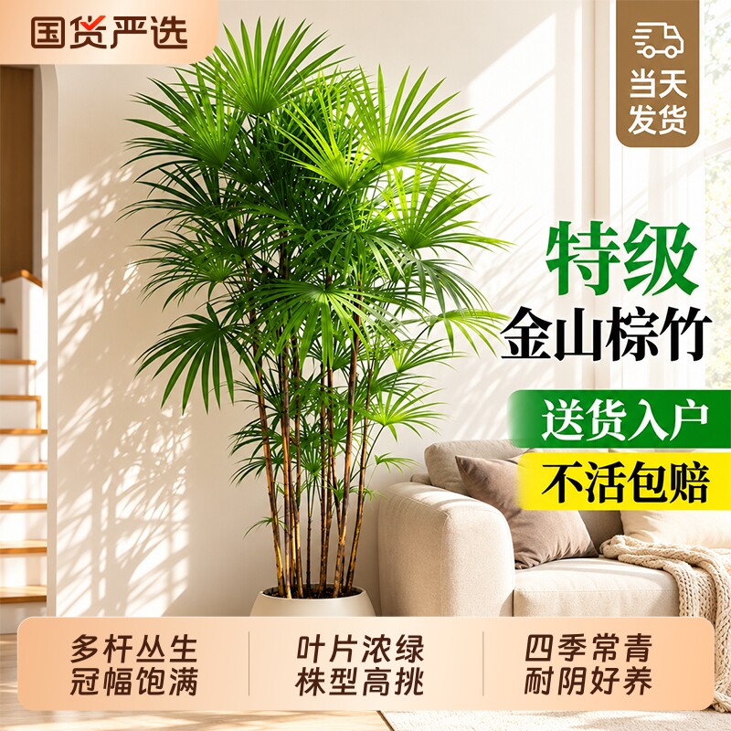 金山棕竹盆栽室内大型绿植客厅旺宅办公室四季好养植物观叶适合