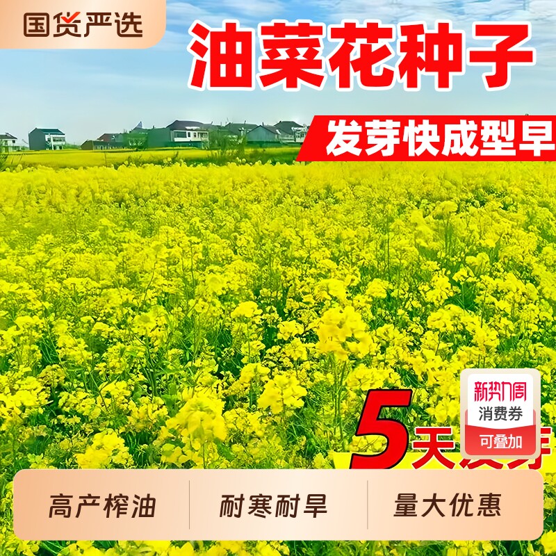 油菜花种子彩色油菜花籽种高产矮杆榨油观赏南方种四季油菜种籽孑