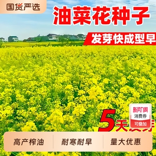 油菜花种子彩色油菜花籽种高产矮杆榨油观赏南方种四季 油菜种籽孑