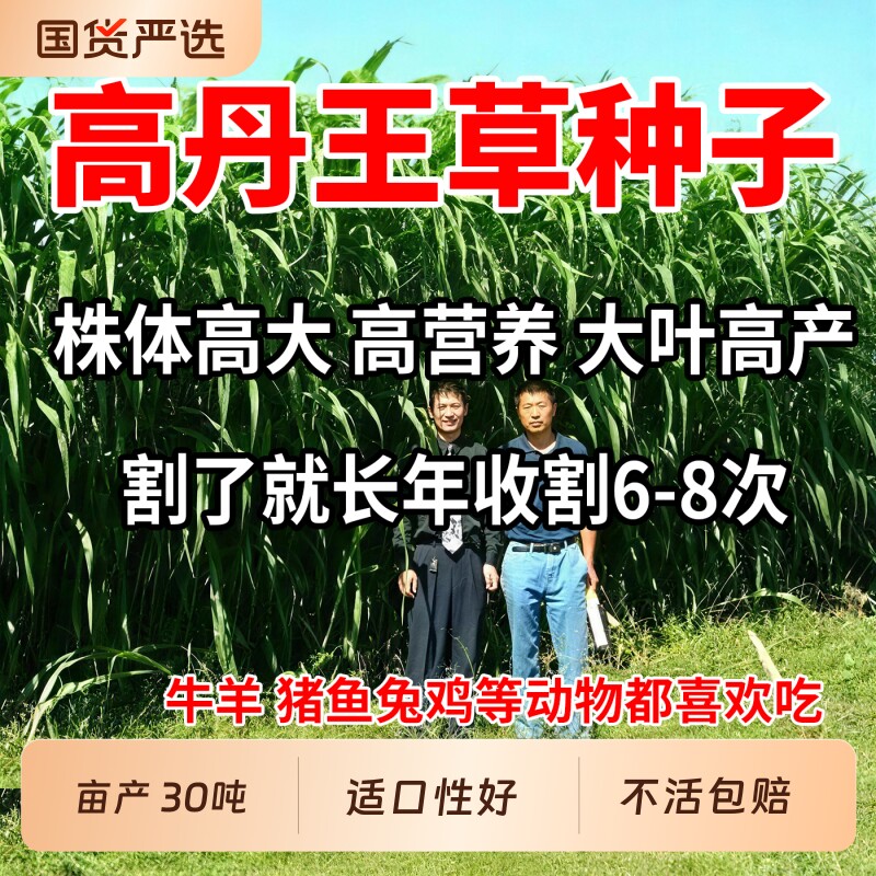 进口高丹王草种子四季高蛋白苏丹草牧草种籽大叶多汁畜牧养殖草籽