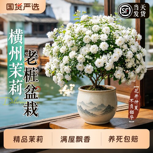 横州茉莉花老桩盆栽四季开花带花