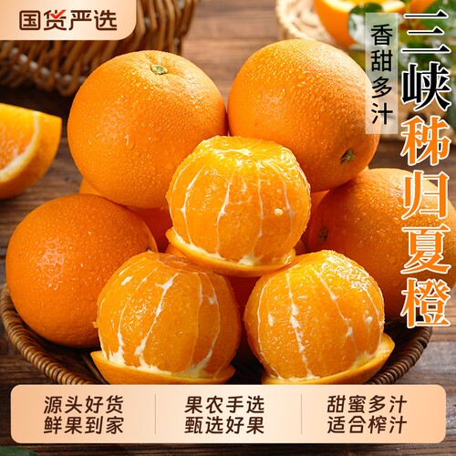 三峡脐橙秭归夏橙鲜采