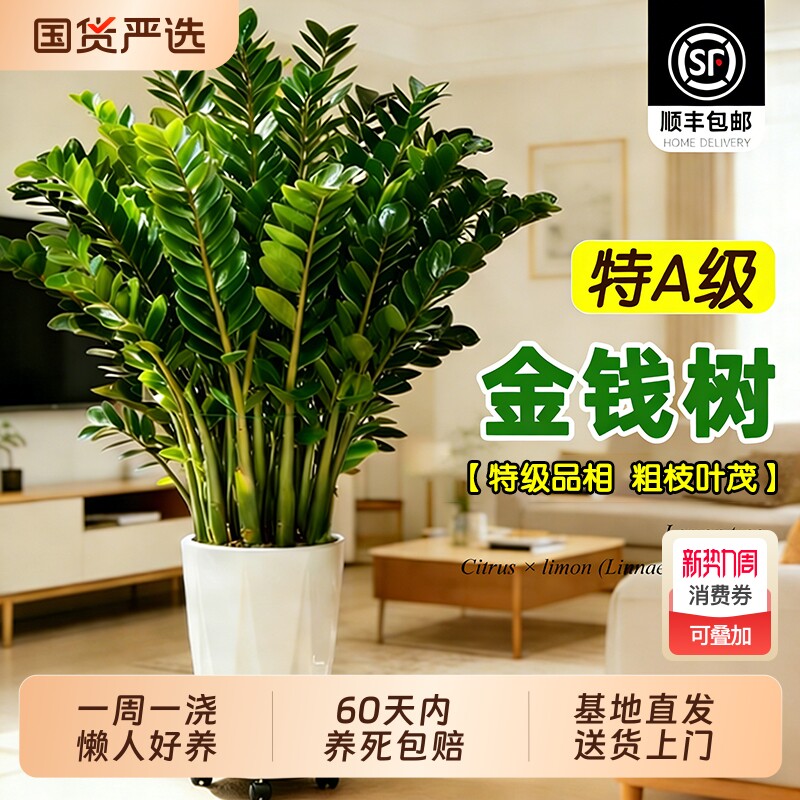 金钱树盆栽客厅大型绿植办公室内旺宅风水树四季好养植物摆放招财