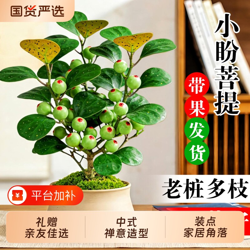小盼菩提盆栽带果室内绿植花卉菩提树中式禅意桌面好养绿植盆景
