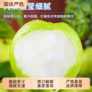 正宗砀山翠冠梨青梨酥梨当季新鲜水果现摘安徽皇冠梨整箱香梨雪梨