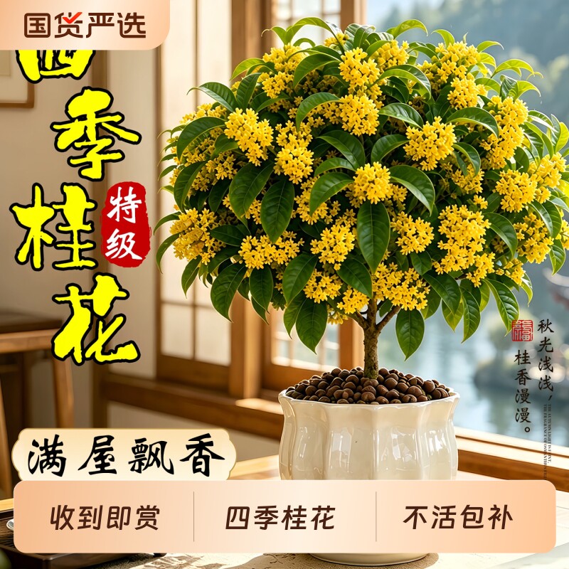 桂花树苗四季桂盆栽客厅绿植室内浓阳台庭院地栽花卉植物金桂大盆图片